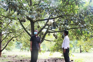Khánh Sơn: Cảnh giác nạn trộm trái cây