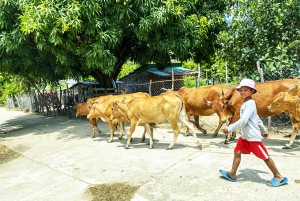 Các vùng đặc biệt khó khăn ở Cam Ranh: Đời sống người dân được quan tâm