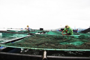 Người nuôi trồng thủy sản khẩn trương ứng phó với mưa bão