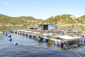 Giải pháp cho nuôi trồng thủy sản ở Cam Ranh
