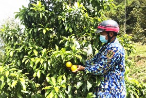 Vú sữa Hoàng Kim trên đất Sơn Bình