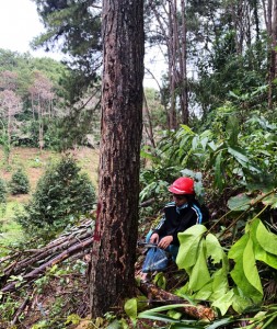 Khánh Sơn: Tăng cường quản lý, bảo vệ rừng