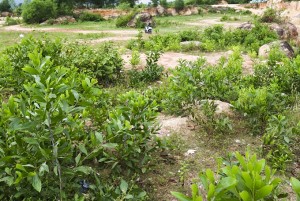Thôn Suối Lau 2, xã Suối Cát: Bãi rác đã được cải tạo hiệu quả