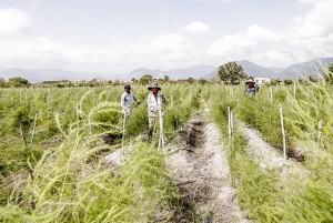 Phong trào nông dân sản xuất, kinh doanh giỏi ở Ninh Hòa: Lan tỏa mạnh mẽ, sâu rộng