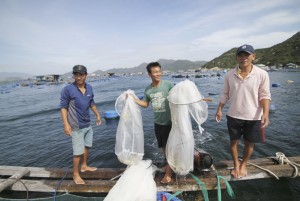 Cam Ranh: Xây dựng đề án chuyển đổi nghề nghiệp cho người nuôi trồng thủy sản