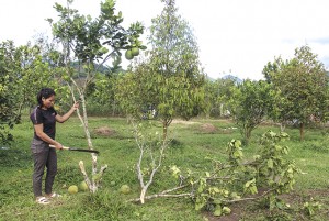 Khánh Sơn: Nhiều vườn bưởi bị chặt bỏ