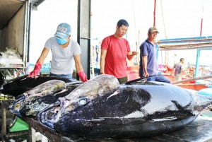 Xuất khẩu cá ngừ đại dương giảm