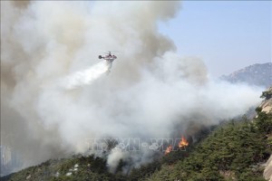 Hàn Quốc: Huy động gần 100 trực thăng cứu hỏa để dập cháy rừng