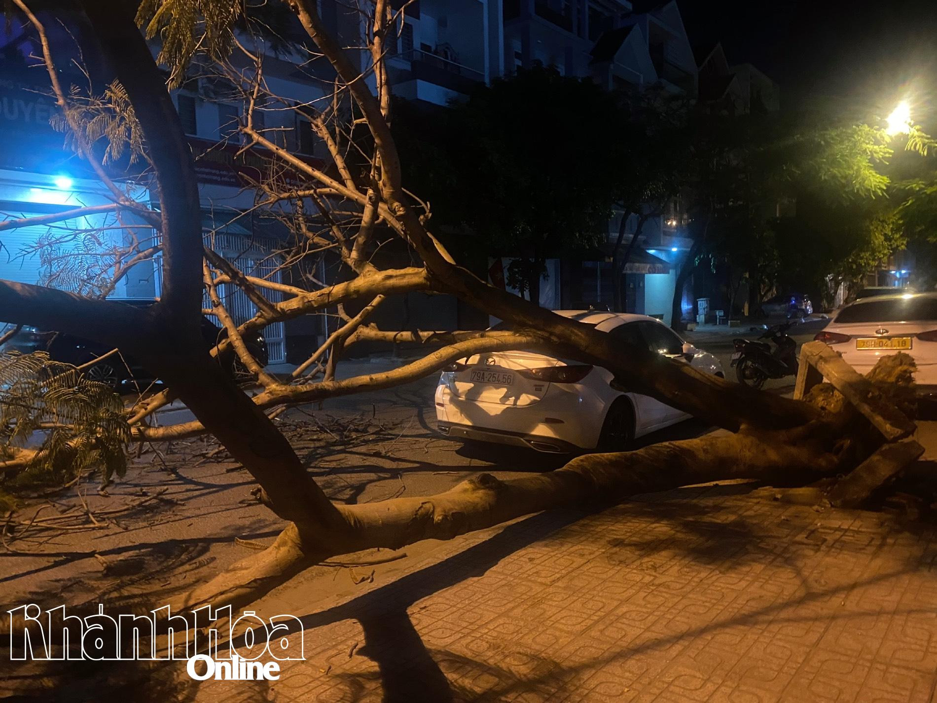 Nha Trang: Đã xử lý, dọn dẹp xong cây xanh bị bật gốc ở Khu đô thị Vĩnh Điềm Trung
